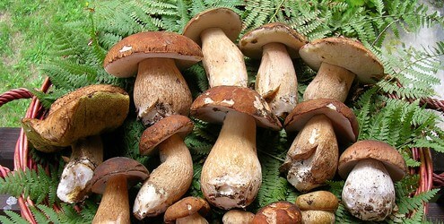 Open a mushroom farm 
