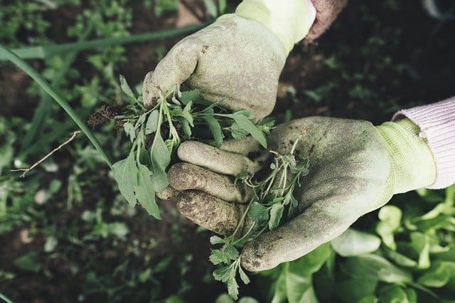 Tips for setting up a gardening business